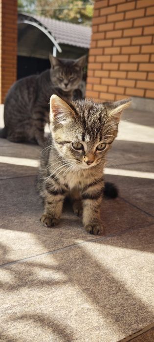 Котенки три штуки