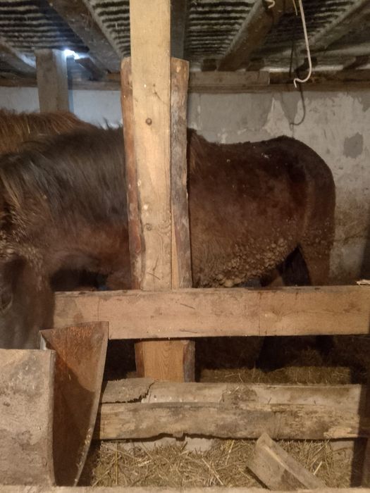 Крупный тай на откорме