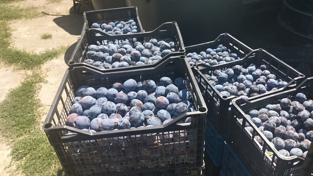 Vând Prune pentru țuică