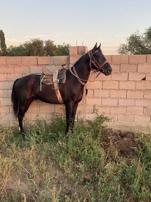 Айғыр сатылады 7 жас