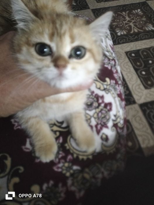 Золотая шиншила сотилади