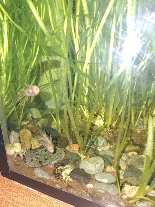 Рыбки акварельные дание меченосцы анцытрусы сомики гуппи продаю оптими