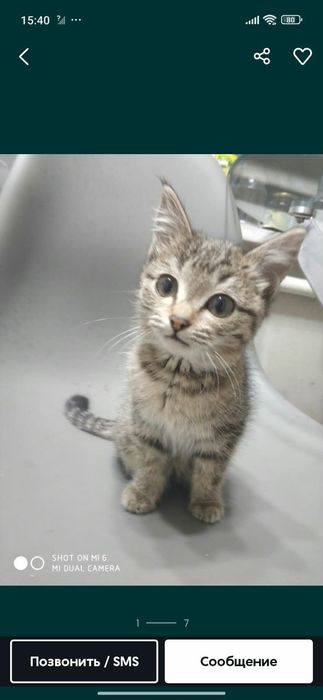 Котята в добрые руки