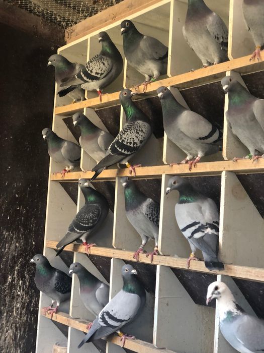 Porumbei voiajori Belgia /olanda