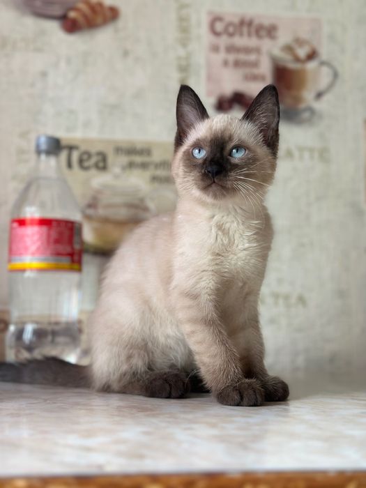 срочно сиамские котята