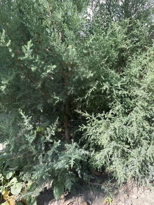 Можевильник молоденький