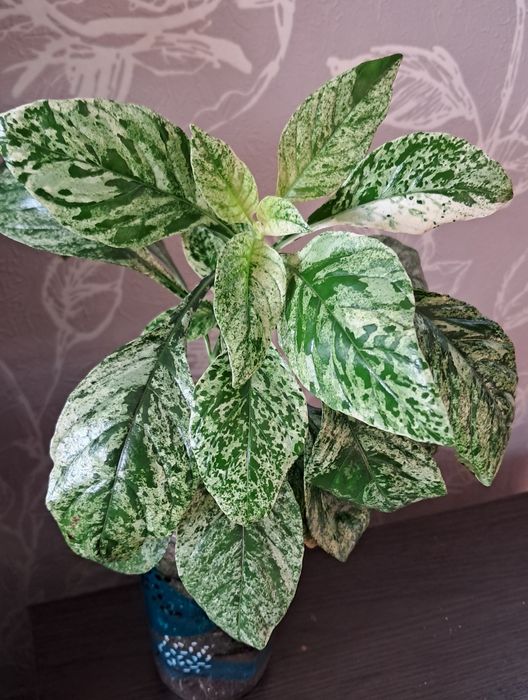 Комнатные цветы неприхотливые