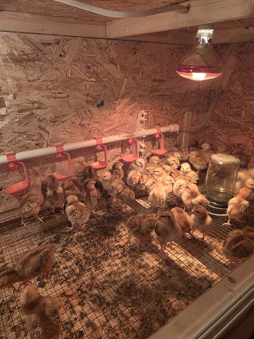 Корея Ханхяп жужалари