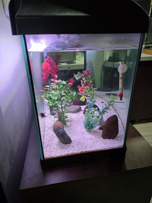 Аквариум Diversa Startup 80 Oval