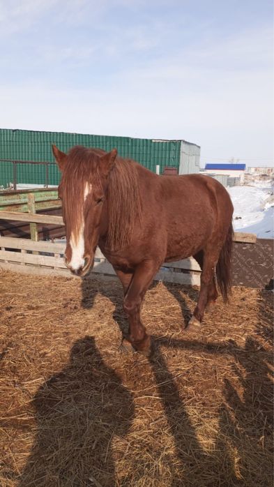 Продам лошадь 5лет