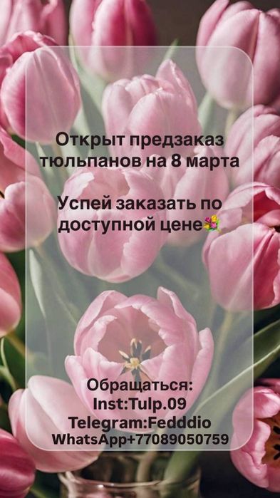 Продам тюльпаны в розницу к праздникам