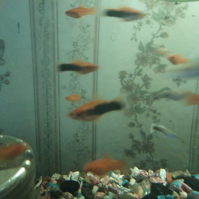 Продам аквариумных рыбок