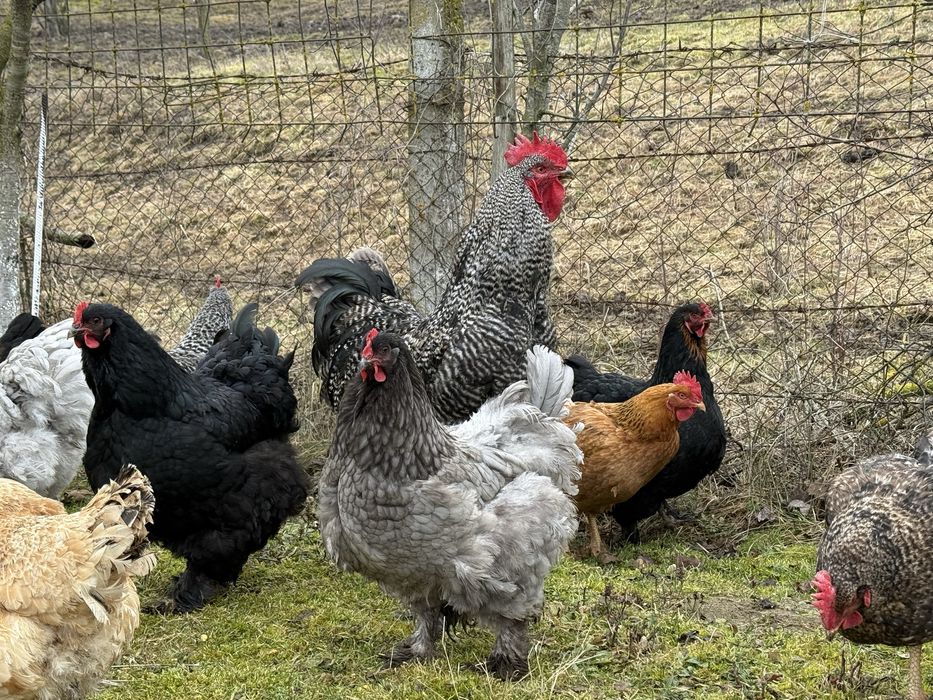 Oua de gaina ptr incubat