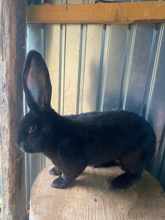 Mascul uriaș german