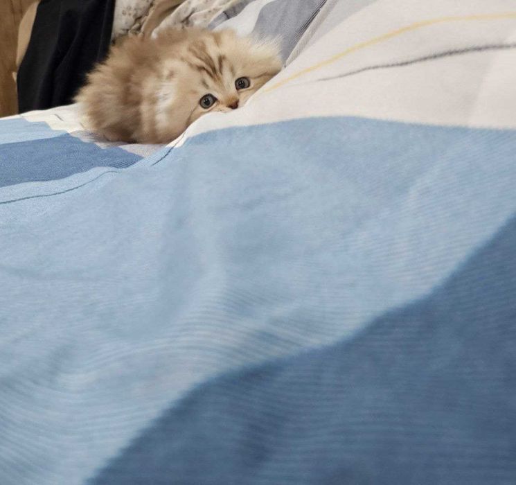 (Вязка) Vyazka xizmati arzon narxda Scottish fold