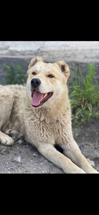Продам щенка за 5000 тыс тг
