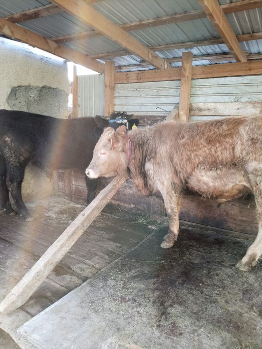 Бычки в хорошем состоянии