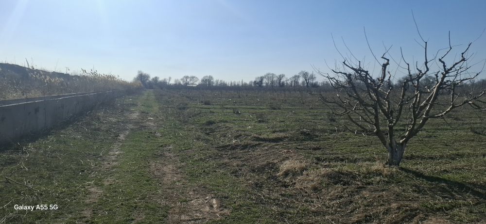 Яблоневый сад, кх