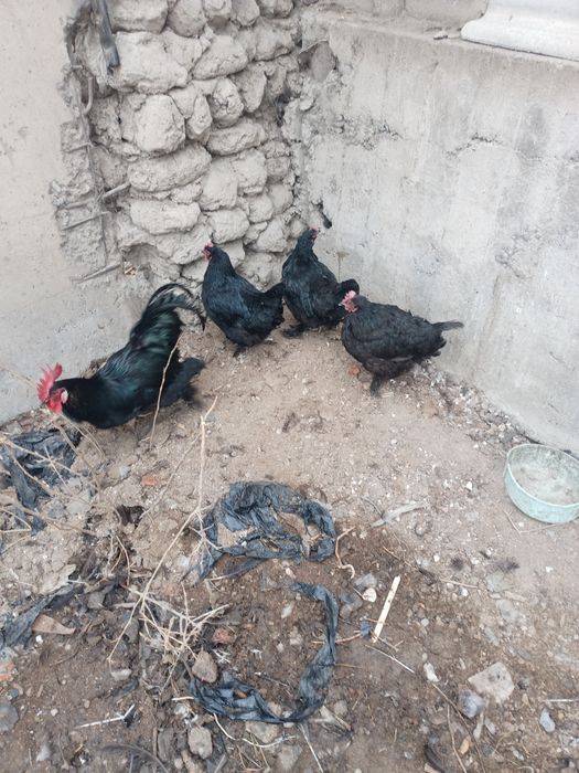 Qora tovoqlar sotiladi