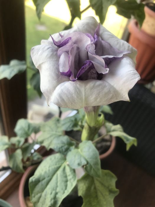 Датура  Дурман Метел Балерина Пёрпл