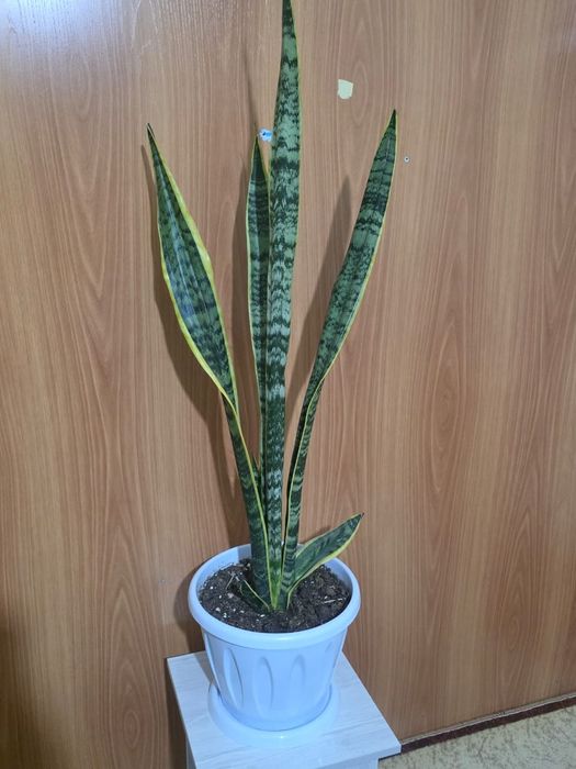 Растение Сансевиерия