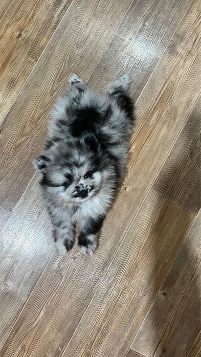 Шпиц кобель вязка