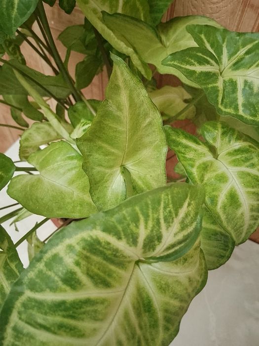 Продаю цветок сингониум