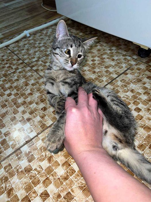 Пристраевается котёнок