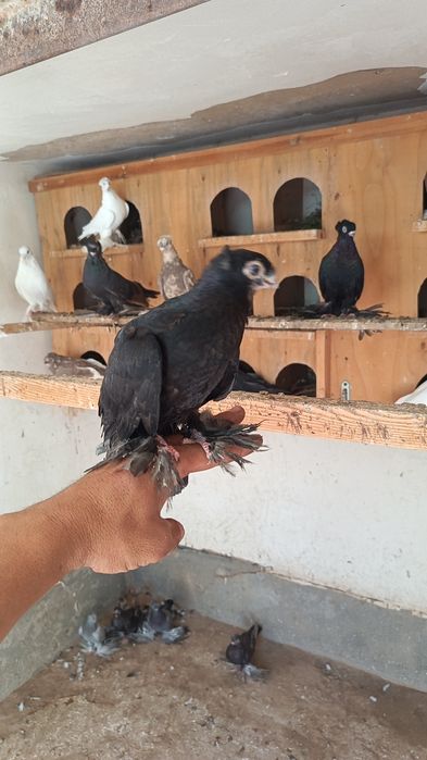 Jizzax Zarbdor Kaptarlari