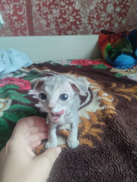 Продам донского сфинкса