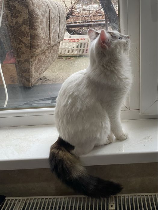 Подарявам малки котета.