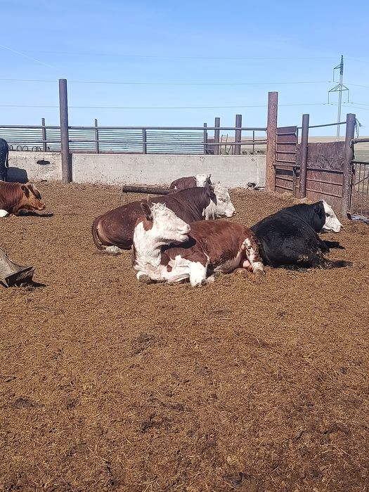 Продам быков  откорм