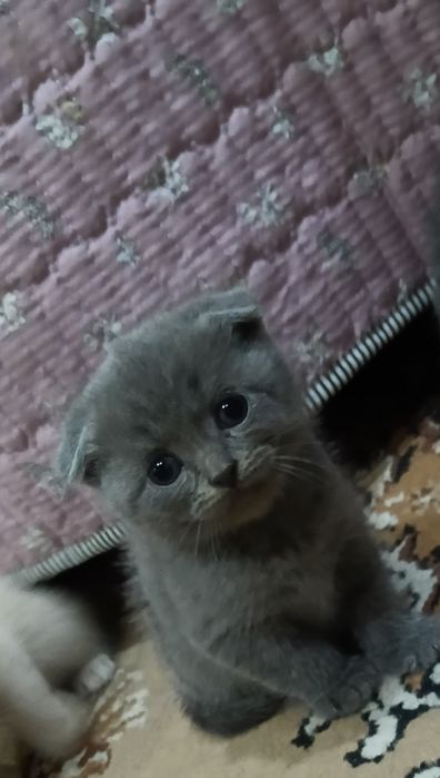 Продаются котята