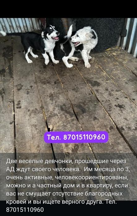 Темиртау. Собачки и котята в добрые руки.