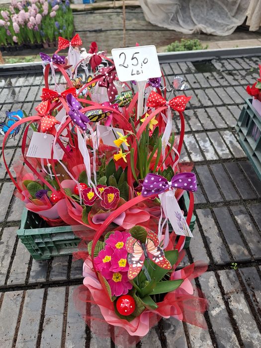 Zambile ,cyclamen și primule