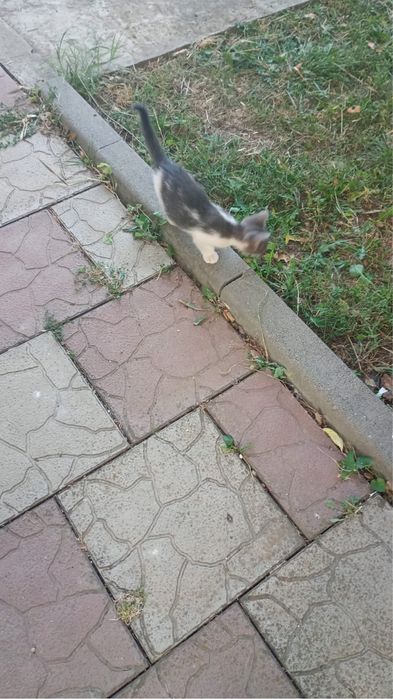 Pisoiasi spre adoptie