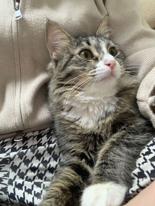 Котята, Мушуклар
