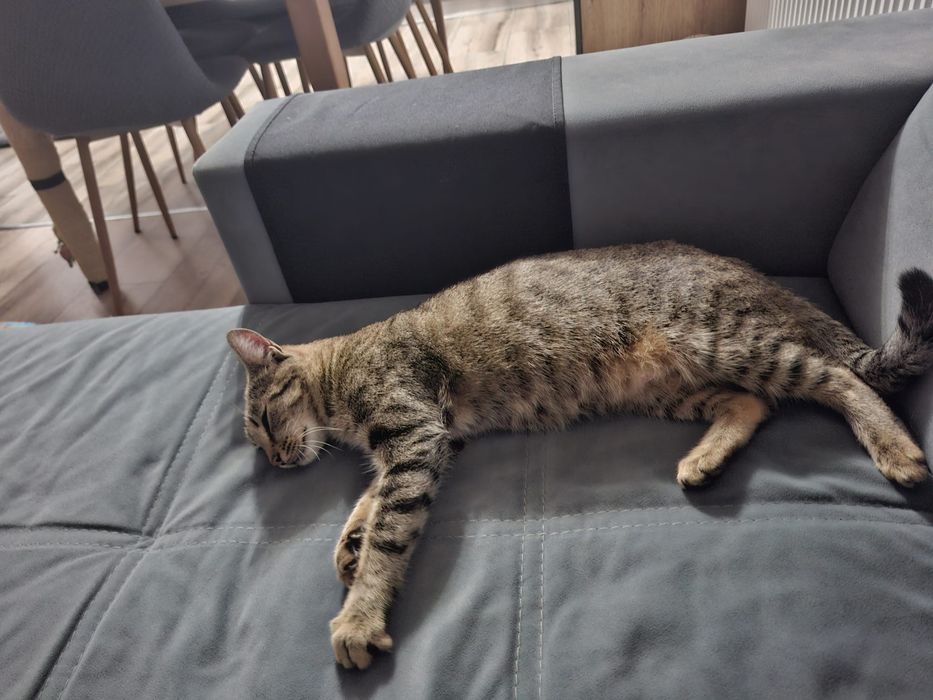 Adoptie urgenta pisica