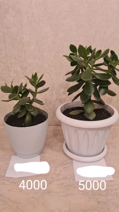 Цветы живые и искусственные