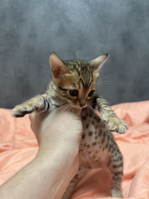 Продаются бенгальские котята