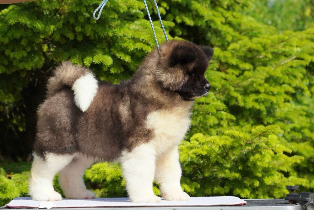 Mascul American Akita long Coat 4 luni