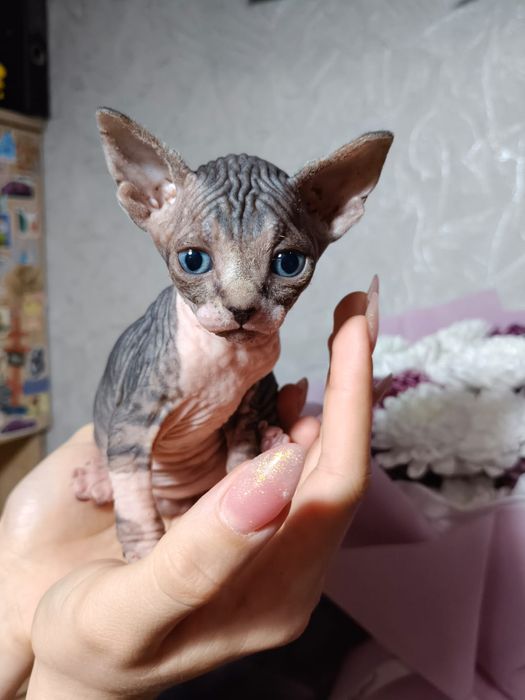 Канадские котята сфинкс