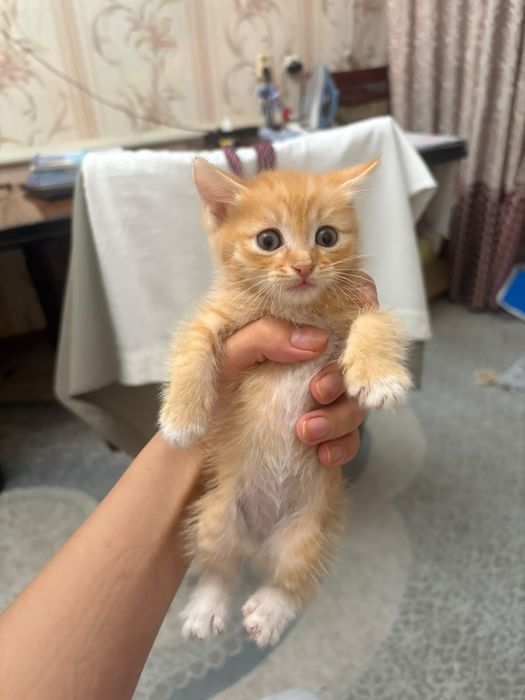 Отдам котят в хорошие руки