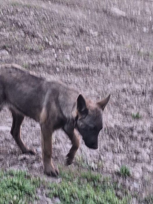 Бельгийская овчарка Малинуа