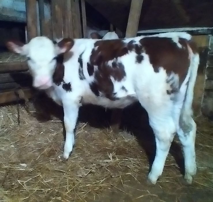 Vițea bălțată de Vînzare