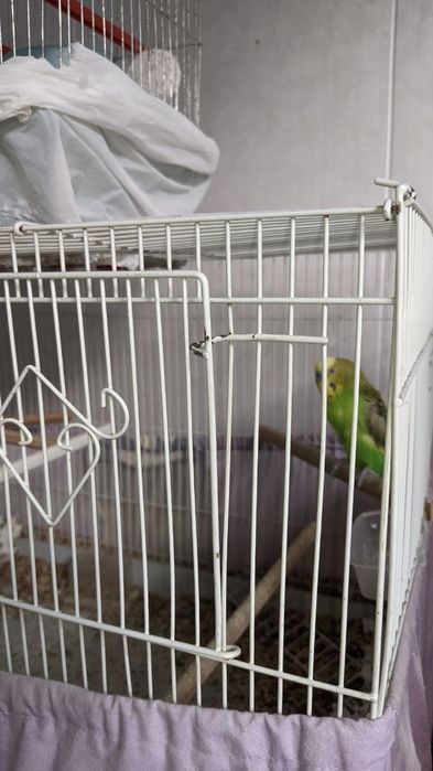 Валнистий тўти қушлар сотилади.