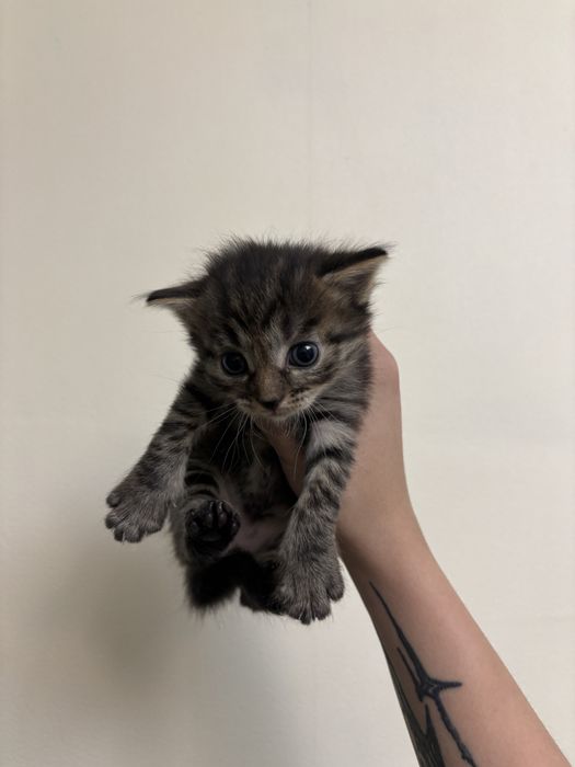 Отдам даром котят