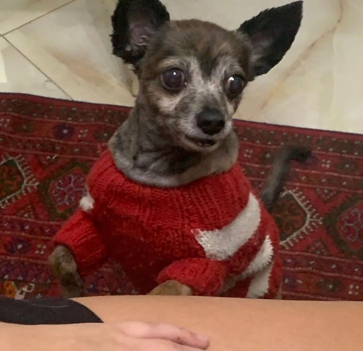 Пропала собака - ЧИХУА