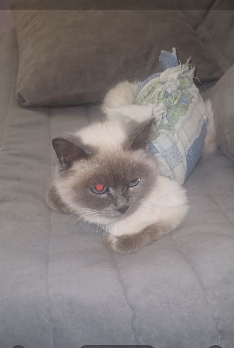 Луна ищет мампап. Доставлю!