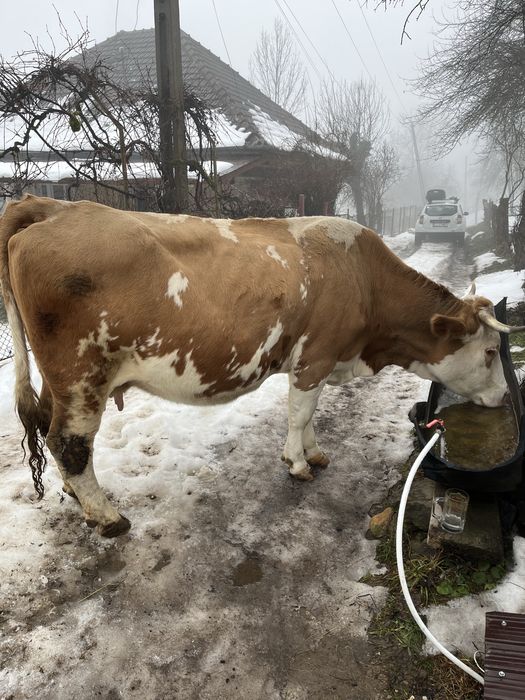 Vacă de vanzare gestantă
